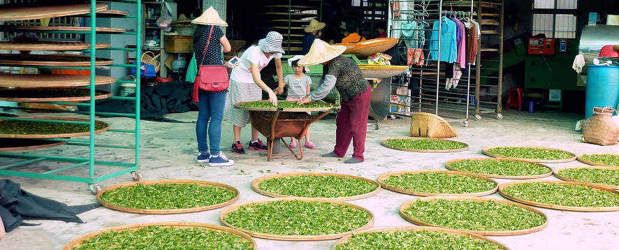 Tee Herstellung in Taiwan